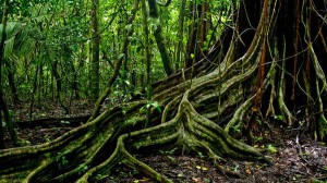 Jungle tree roots 2